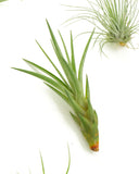 Tillandsia air plant on a white background