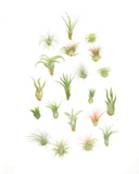 Collection of air plants on a white background