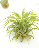 Assorted Mini Air Plant Collection