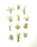 Collection of air plants on a white background