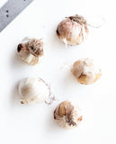 Graceful Beauty® Allium - 5 bulbs