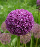 Ambassador Allium - 1 bulb
