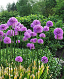 Giganteum Allium - 3 bulbs