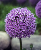Gladiator Allium - 3 bulbs