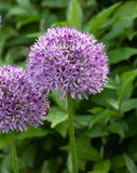 Globemaster Allium - 3 bulbs