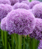 Pinball Wizard Allium - 1 bulb