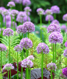 Pinball Wizard Allium - 1 bulb