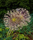 Schubertii Allium - 3 bulbs