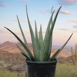 Potted aloe vera plant with a desert landscape in the background