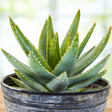 Potted Aloe brevifolia plant with a blurred background