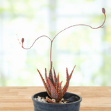 Aloe 'Christmas Carol'