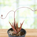 Aloe 'Christmas Carol'