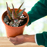 Person holding a potted Aloe 'Christmas Carol' plant with a blurred background