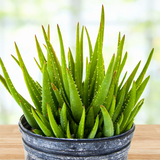 Potted Aloe 'Crosby's Prolific' plant on a wooden surface with a blurred background