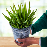 Aloe 'Crosby's Prolific'