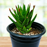 Aloe Nobilis