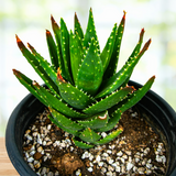 Aloe Nobilis