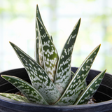 Tiger Aloe with spotted leaves on a blurred background
