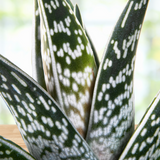 Tiger Aloe