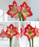 Amaryllis 3-Pack: Red/White