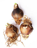 Amaryllis 3-Pack: White