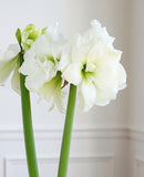 Alfresco® Sonata Amaryllis