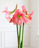 Amalfi® Sonata Amaryllis - 20-24 cm bulb