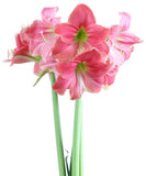 Amalfi® Sonata Amaryllis - 20-24 cm bulb