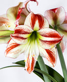 Ambiance Amaryllis - 22-26 cm bulb