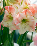 Apple Blossom Amaryllis - 20-22 cm bulb