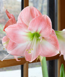 Apple Blossom Amaryllis - 20-22 cm bulb
