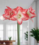 Blossom Peacock Amaryllis - 28-32 cm bulb
