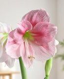 Blushing Bride® Symphony Amaryllis