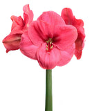 A single pink amaryllis flower with a green stem, isolated on a white background.