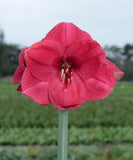 A single bright pink-red amaryllis flower in full bloom on a green stem, photographed outdoors against a blurred green field and overcast sky.