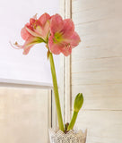 Candy Floss® Symphony Amaryllis