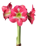Cape Horn Amaryllis - 28-32 cm bulb