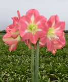 Cape Horn Amaryllis - 28-32 cm bulb