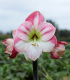 Cherry Blossom Amaryllis - 28-32 cm bulb