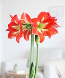 Christmas Star® Sonata Amaryllis