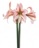 Circus Circus® Sonata Amaryllis - 14-18 cm bulb
