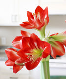 Cocktail® Symphony Amaryllis