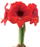 Double Six® Symphony Amaryllis