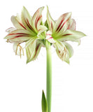 Dragonfly® Sonatini Amaryllis - 18-22 cm bulb