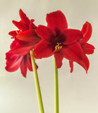Fire Dancer® Sonatini Amaryllis - 16-20 cm bulb