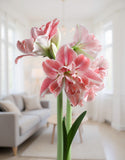 First Love® Symphony Amaryllis