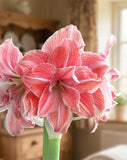 First Love® Symphony Amaryllis