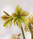 Graffiti® Sonatini Amaryllis - 14-18 cm bulb