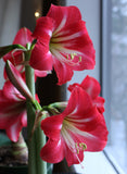 Hot Lips® Sonatini Amaryllis - 16-20 cm bulb