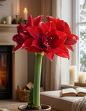 Inferno® Symphony Amaryllis